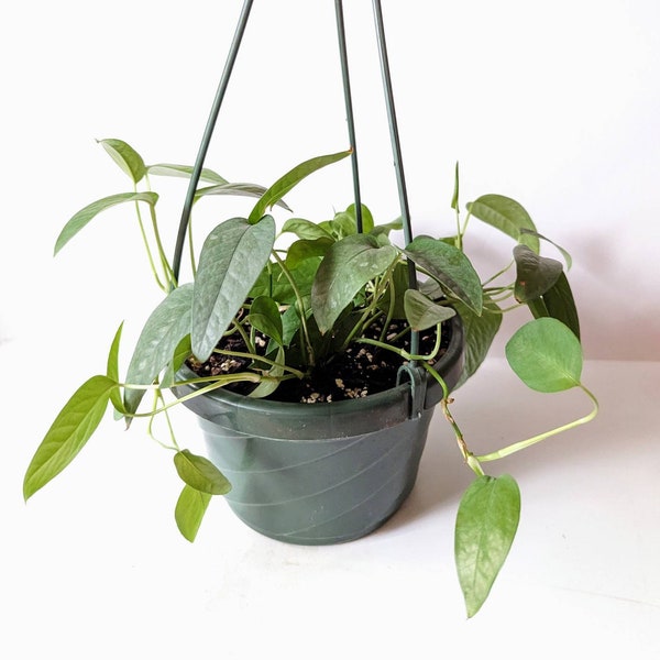 Cebu Blue Pothos 6in Hanging Basket