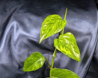 Camo Pothos Mutant (aka Victory Pothos) - Etsy