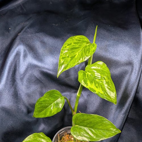 Victory Pothos /Camouflage/ Jungle Star Rooted Cutting /Extremely Rare Pothos/ Easy To Propagate/ Unique Pattern