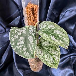 May include: A Scindapsus pictus plant with heart-shaped, variegated green and silver leaves. The plant is supported by a clear plastic pole filled with brown sphagnum moss, which also fills the base container, providing structure for the foliage.