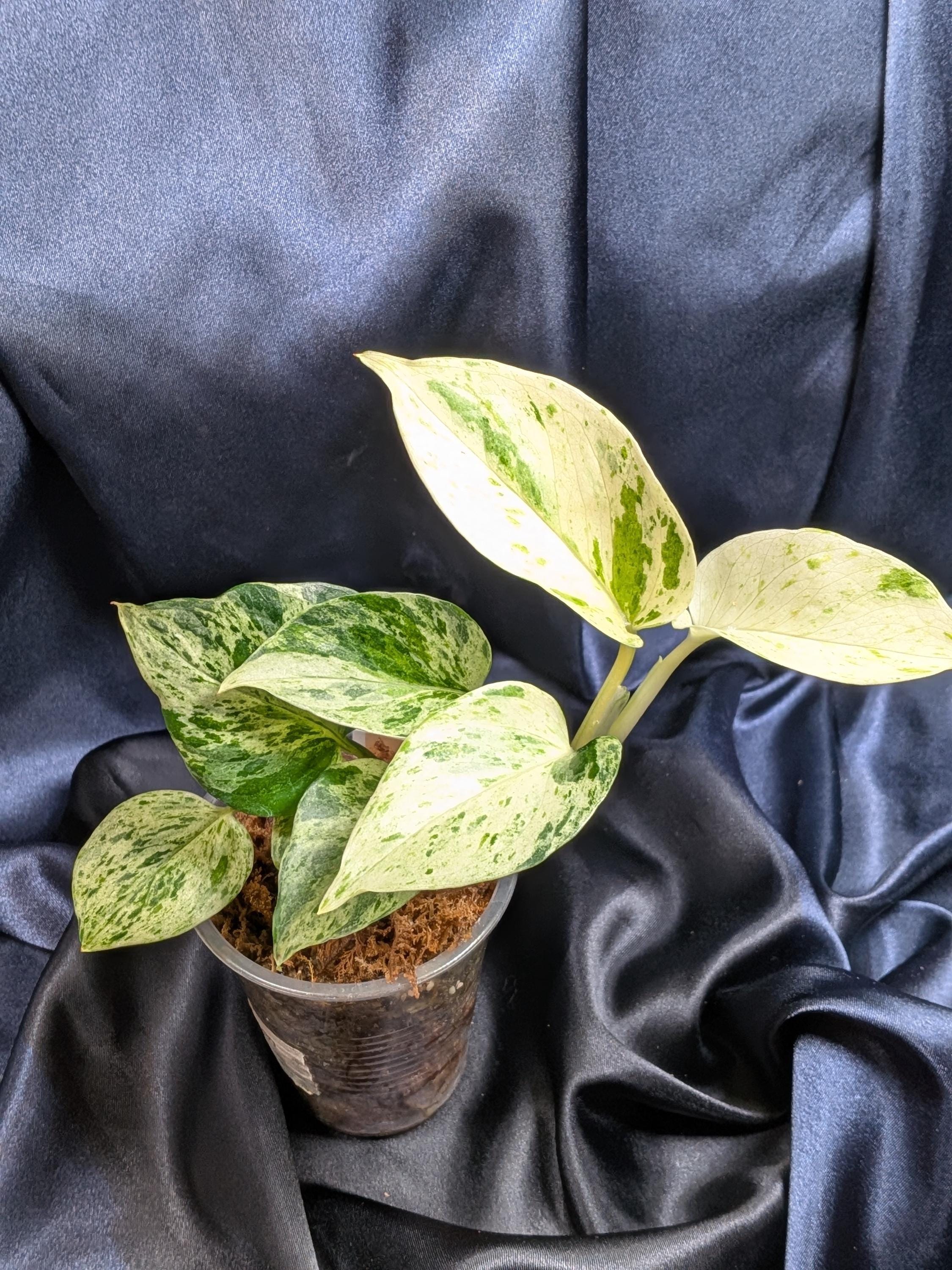 Teruno Cast Epipremnum/ Japanese Pothos/ Teruno Series /pothos