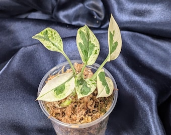 RARE happy Day - Japanese Pothos From Central Flower Nursery - Etsy