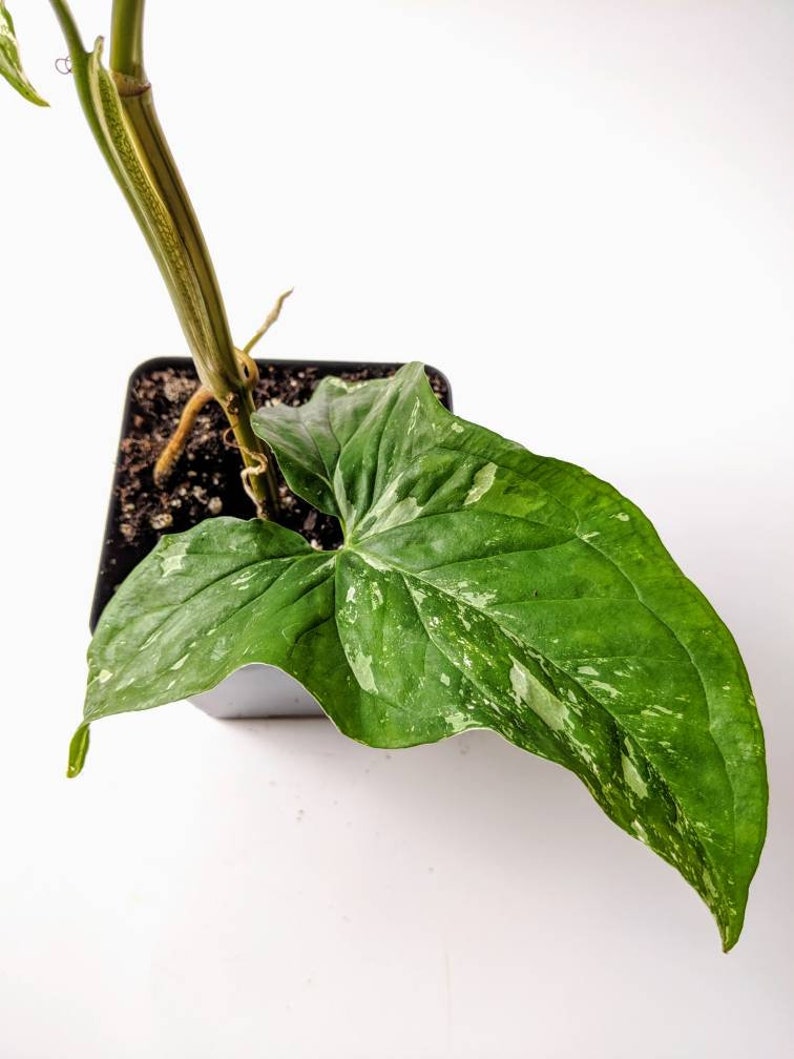 Variegated Arrowhead Vine Syngonium podophyllum Etsy