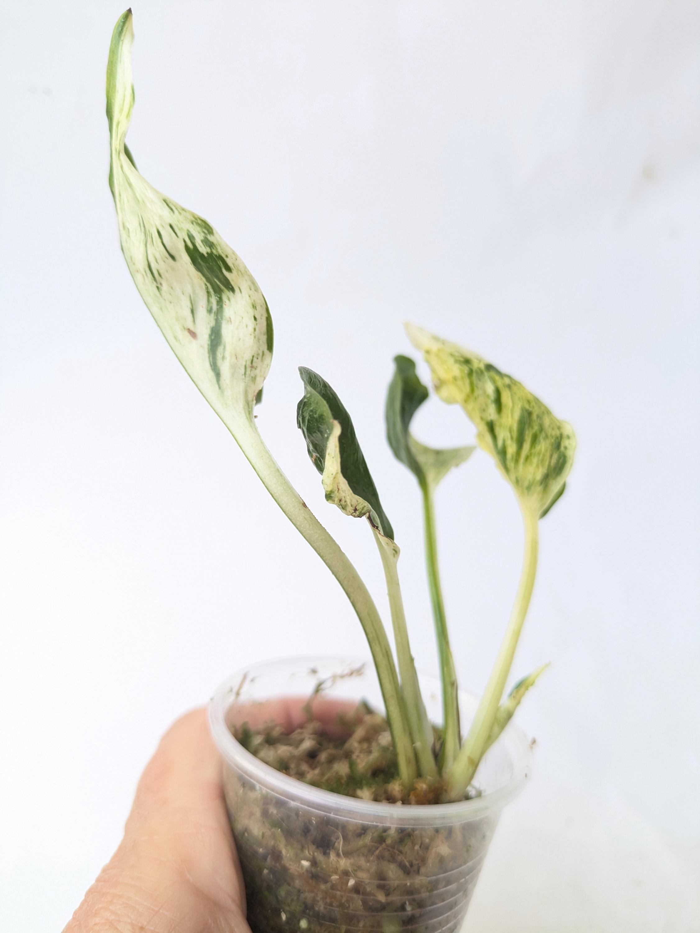 Teruno Sunshine Epipremnum: Rare Japanese Pothos - Etsy