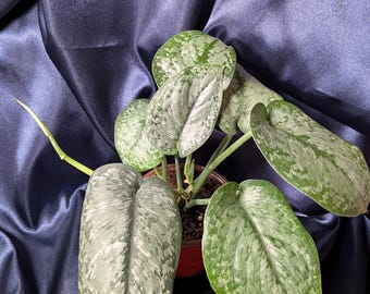 Scindapsus Matcha (maharlika); Green on Green - Exact Plant; US