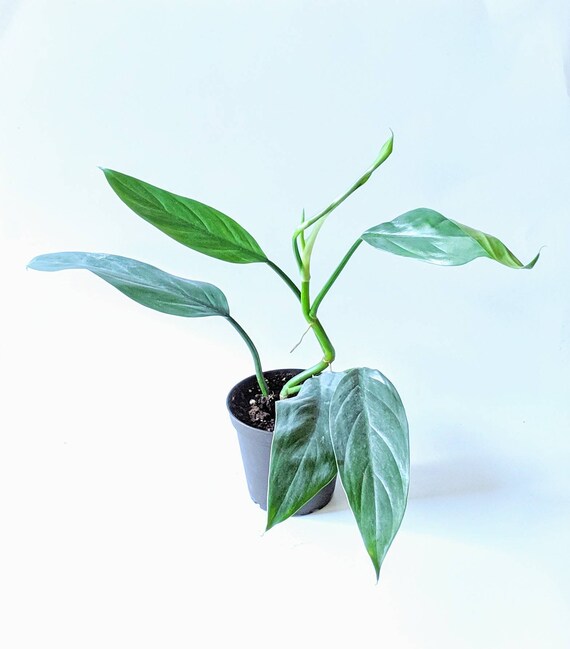 Philodendron Hastatum Narrow Leaf Silver Sword 4in Pot Etsy