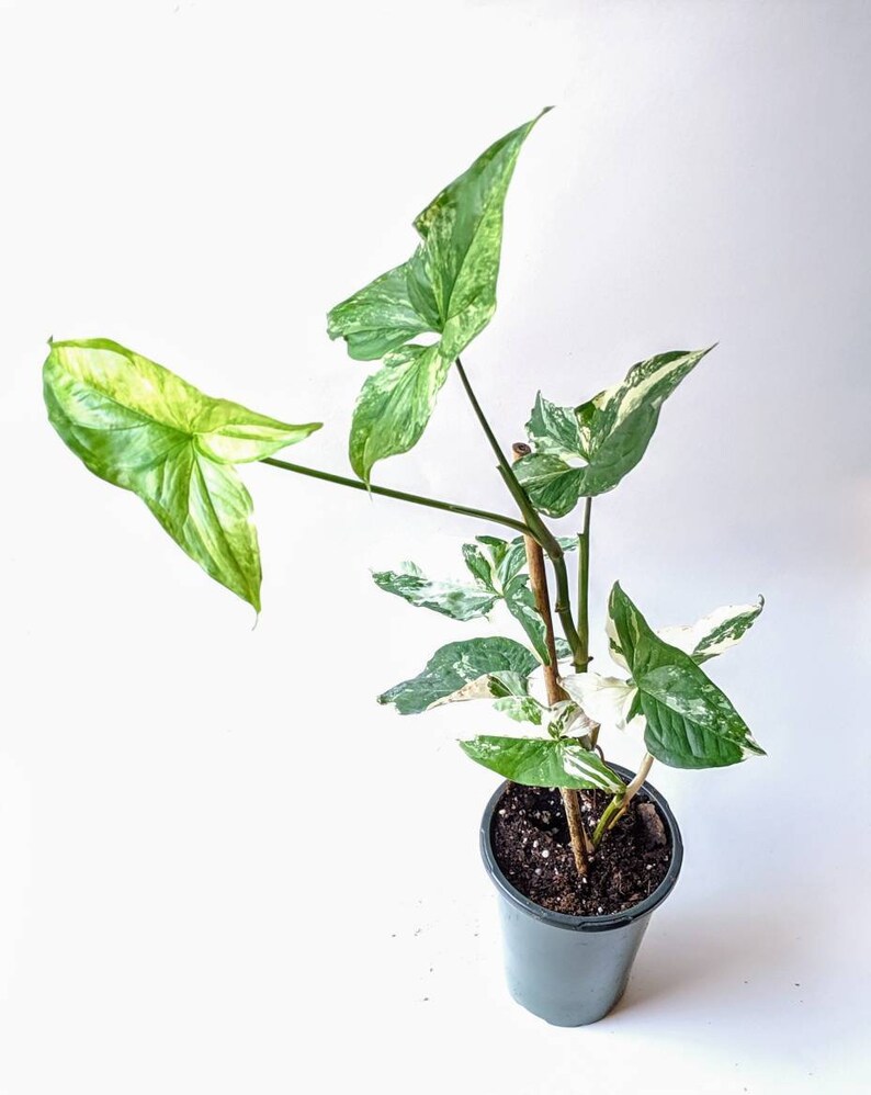 Variegated Arrowhead Vine Syngonium podophyllum Etsy