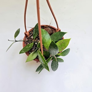 4” Hoya Memoria  Gracilis/4in Hanging Basket /  Rare Hoya / Hoya Collection/