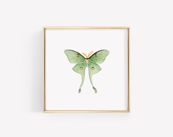 Luna Moth Impression artistique
