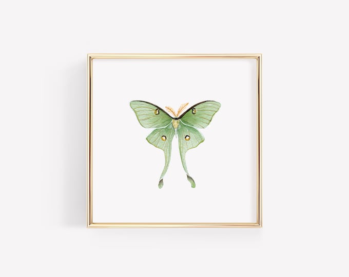 Luna Moth Art Print - Etsy