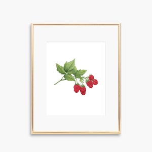 Raspberry Art Print | Watercolor Art | Watercolor Raspberry Art Print | Watercolor Raspberries | Botanical Artwork | Botanical Decor
