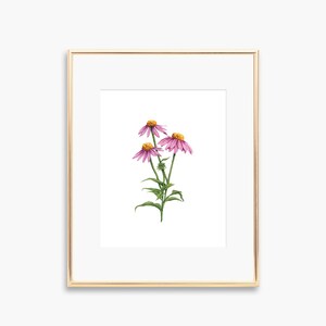 Coneflower Art Print | Watercolor Art | Watercolor Coneflower Art Print | Watercolor Coneflowers | Botanical Artwork | Floral Decor