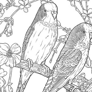 Pu&ograve; includere: Un disegno in bianco e nero di due parrocchetti appollaiati su un ramo con fiori in fiore. I parrocchetti si guardano e hanno piume dettagliate.