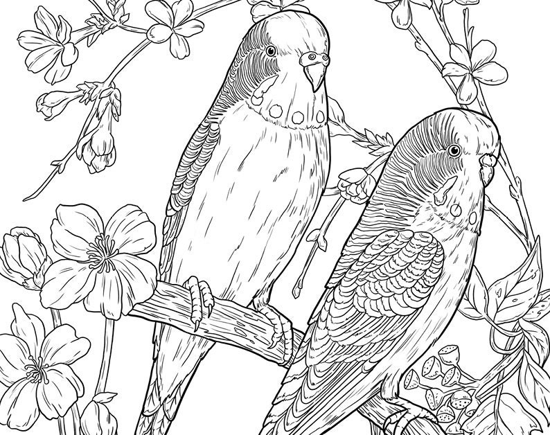 Pu&ograve; includere: Un disegno in bianco e nero di due parrocchetti appollaiati su un ramo con fiori in fiore. I parrocchetti si guardano e hanno piume dettagliate.