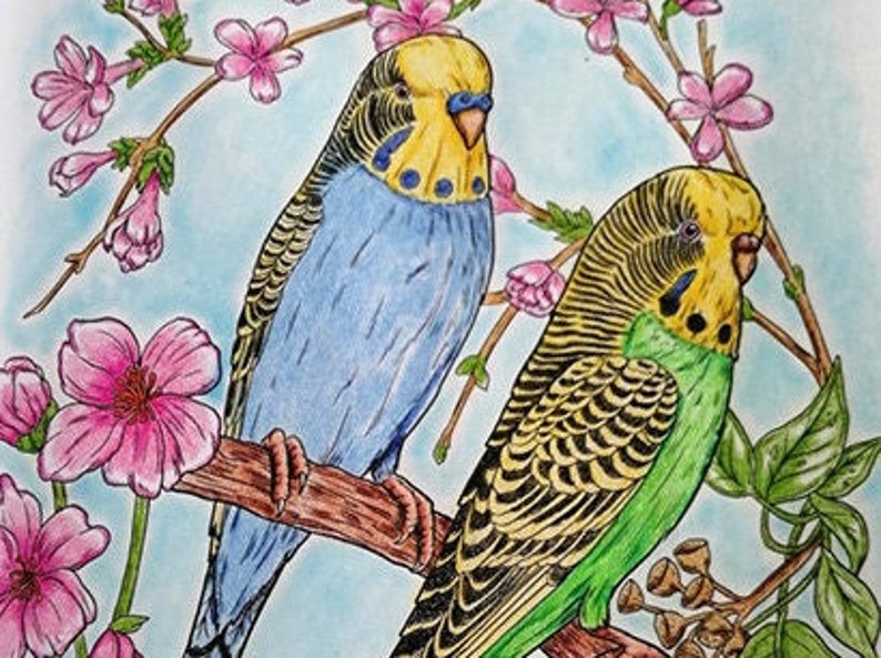 Pu&ograve; includere: Due pappagallini posati su un ramo con fiori rosa. Uno &egrave; blu con accenti gialli, l'altro &egrave; verde con accenti gialli e neri.