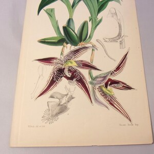 May include: A vintage botanical illustration of a purple and white orchid with green leaves and a detailed drawing of the flower's anatomy. The illustration is printed on a cream-colored paper with a text label at the bottom.