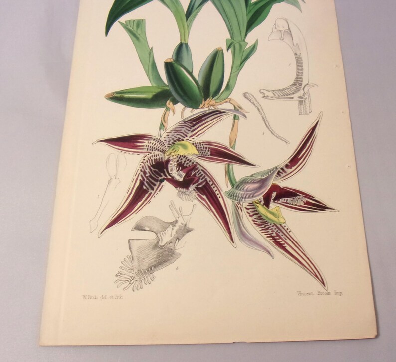 May include: A vintage botanical illustration of a purple and white orchid with green leaves and a detailed drawing of the flower's anatomy. The illustration is printed on a cream-colored paper with a text label at the bottom.