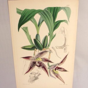 May include: A vintage botanical illustration of a purple and green orchid with detailed drawings of the plant's anatomy. The illustration is printed on cream paper and has a faded, antique look.