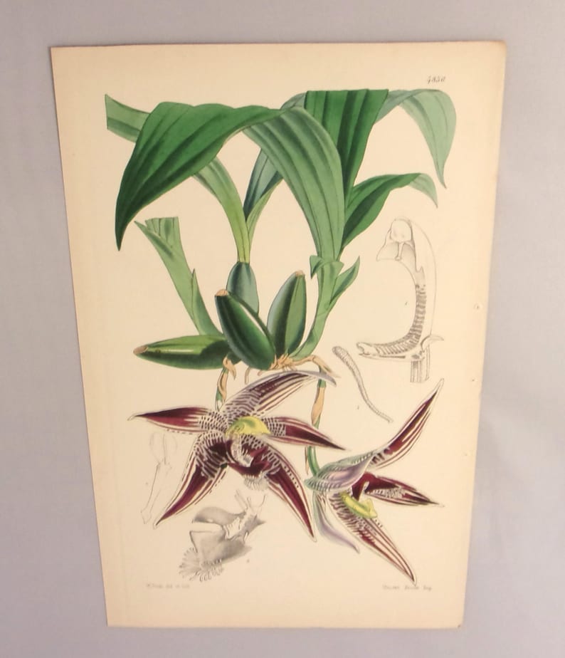 May include: A vintage botanical illustration of a purple and green orchid with detailed drawings of the plant's anatomy. The illustration is printed on cream paper and has a faded, antique look.