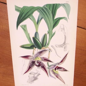 May include: A vintage botanical illustration of a purple and green orchid with long, slender petals. The illustration is on a white background with a Latin name and the number 682.