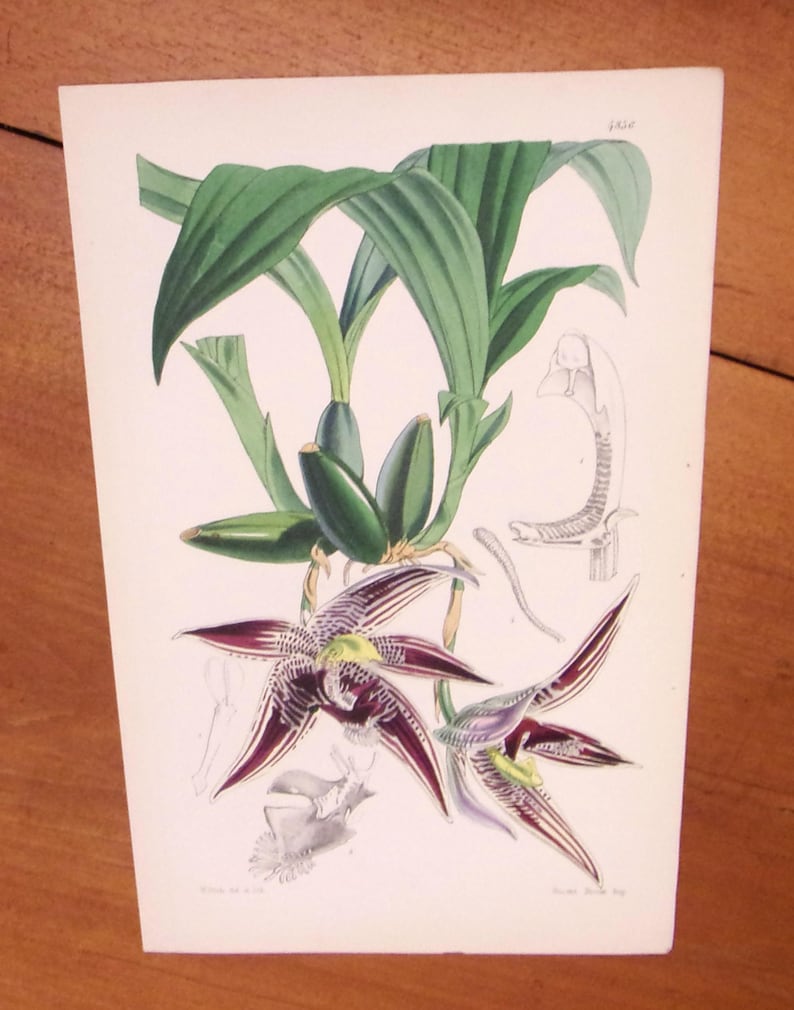 May include: A vintage botanical illustration of a purple and green orchid with long, slender petals. The illustration is on a white background with a Latin name and the number 682.