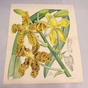 Large Hand Colored Original English Botanical Orchid Lithograph 1860 by William Curtis Grammatophyllum Yellow Spotted Orchid Double 5157