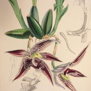 May include: A botanical illustration of a purple and white orchid with green leaves and seed pods. The orchid has a yellow center and intricate markings on the petals.