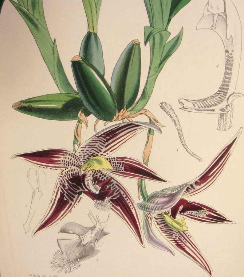 May include: A botanical illustration of a purple and white orchid with green leaves and seed pods. The orchid has a yellow center and intricate markings on the petals.