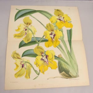 Large Hand Colored Original English Botanical Orchid Lithograph 1868 by William Curtis Oncidium Macranthum Yellow Orchid Double Plate 5743