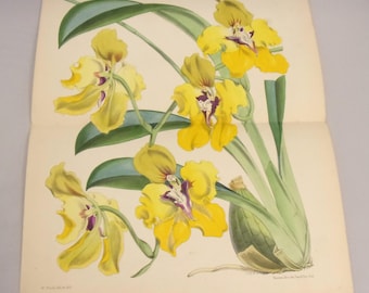 Large Hand Colored Original English Botanical Orchid Lithograph 1868 by William Curtis Oncidium Macranthum Yellow Orchid Double Plate 5743
