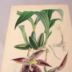 May include: A vintage botanical illustration of a purple and green orchid with detailed drawings of the flower's anatomy. The illustration is on a cream-colored paper with the text "J.S.M." in the upper right corner.