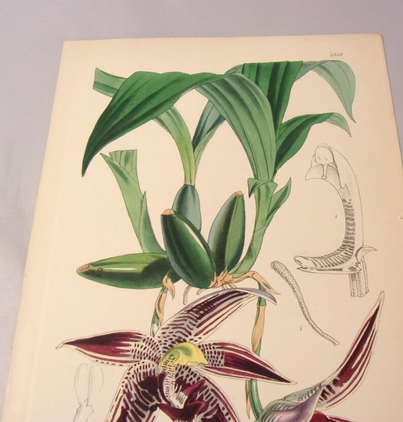 May include: A vintage botanical illustration of a purple and green orchid with detailed drawings of the flower's anatomy. The illustration is on a cream-colored paper with the text "J.S.M." in the upper right corner.