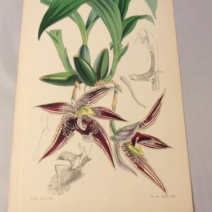 May include: A vintage botanical illustration of a red and green orchid with detailed drawings of the plant's anatomy. The illustration is titled "Oncidium Bocage" and is from the book "Flora Brasiliensis".