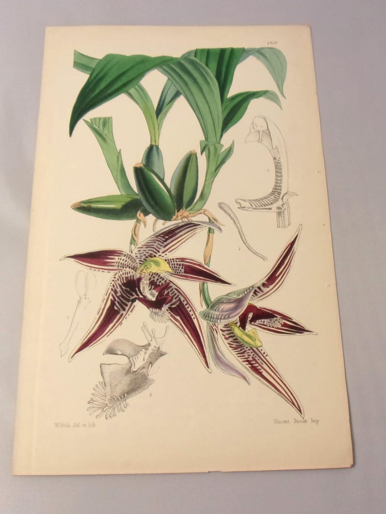May include: A vintage botanical illustration of a red and green orchid with detailed drawings of the plant's anatomy. The illustration is titled "Oncidium Bocage" and is from the book "Flora Brasiliensis".