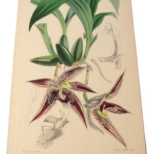 May include: A vintage botanical illustration of a purple and green orchid with detailed drawings of the flower's anatomy. The illustration is titled "Maxillaria Dendrobium" and is signed by "Vincent Sowerby, Imp."