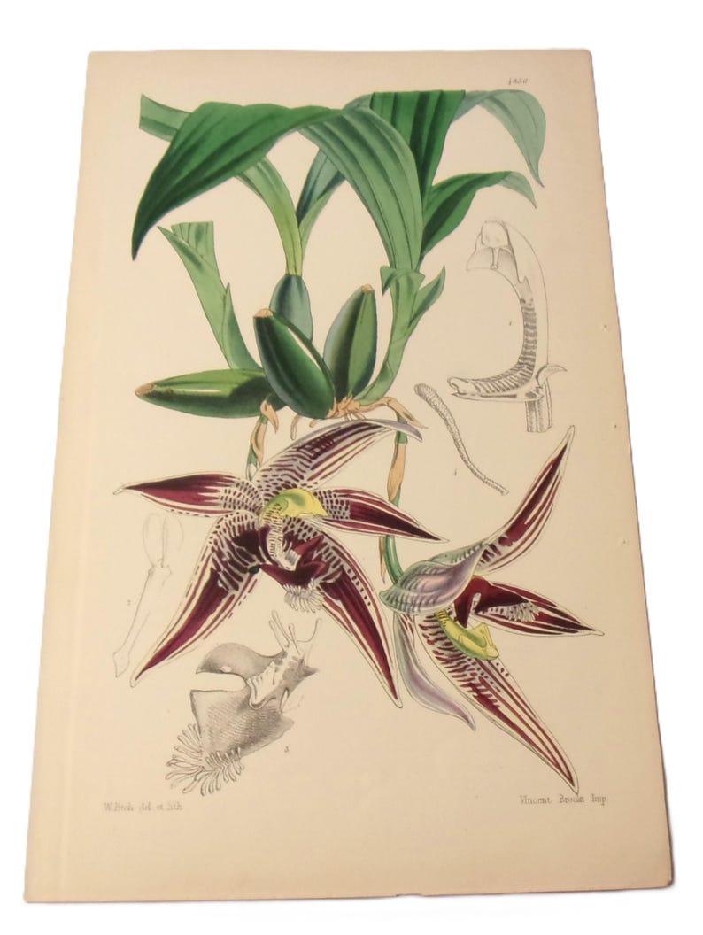 May include: A vintage botanical illustration of a purple and green orchid with detailed drawings of the flower's anatomy. The illustration is titled "Maxillaria Dendrobium" and is signed by "Vincent Sowerby, Imp."