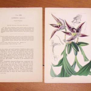 May include: A vintage botanical illustration of a Paphinia cristata orchid, a rare and unique South American orchid. The illustration features a detailed depiction of the orchid's flower, with its intricate petals and sepals, as well as its leaves and stem. The text on the page provides information about the orchid's characteristics and habitat.