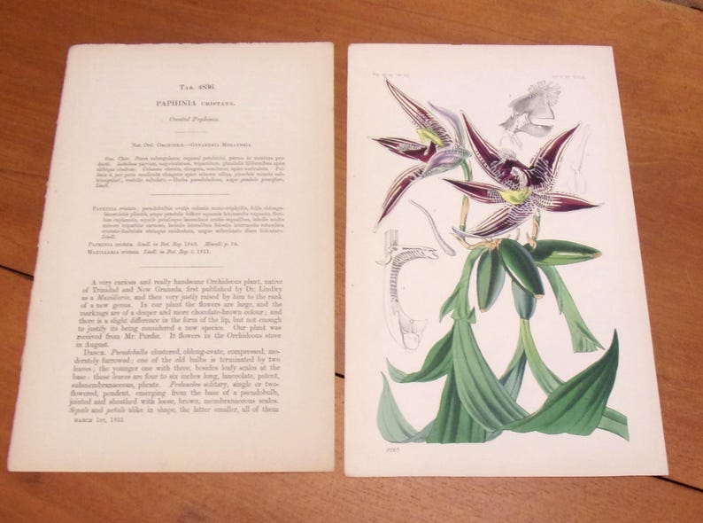 May include: A vintage botanical illustration of a Paphinia cristata orchid, a rare and unique South American orchid. The illustration features a detailed depiction of the orchid's flower, with its intricate petals and sepals, as well as its leaves and stem. The text on the page provides information about the orchid's characteristics and habitat.