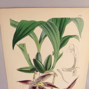May include: A vintage botanical illustration of a purple orchid with green leaves and a white and brown skeletal structure. The illustration is on a cream-colored paper background.