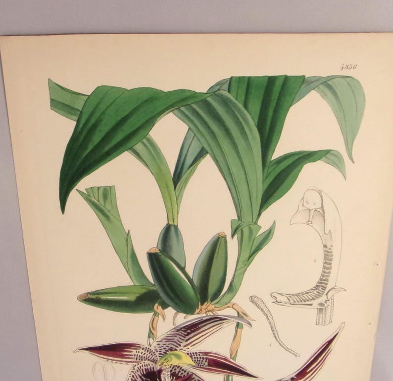 May include: A vintage botanical illustration of a purple orchid with green leaves and a white and brown skeletal structure. The illustration is on a cream-colored paper background.