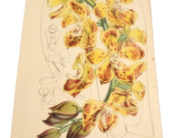Original English Antique Hand-Colored Botanical Orchid Print  1860  William Curtis  Yellow Orchid Plate 5189 Gigantic Vanda