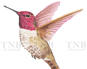 Hummingbird In Flight is fairy-like. 5x7" giclée print