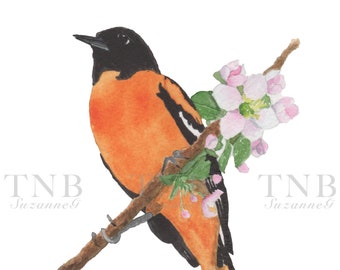 Baltimore Oriole, Maryland state bird, 5x7" Giclee Print of my original watercolor painting