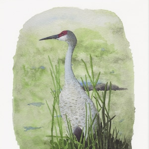 Sandhill Crane 8x10" Limited Series Print of my original watercolor