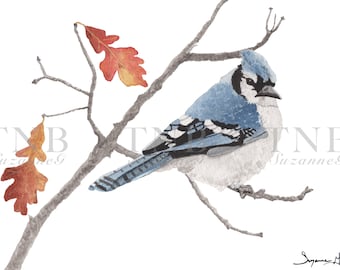 Blue Jay in Autumn, 5x7" Giclee Print