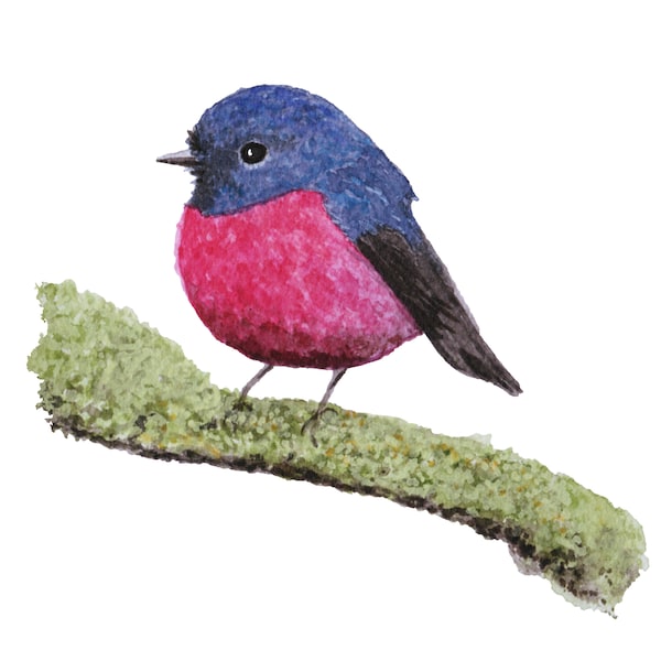 Pink Robin, A Portrait original watercolor painting now available as a 5x7" Giclee Print