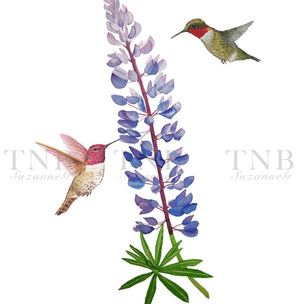 Hummingbirds & Lupines 5x7" Giclee print, designed from my original watercolor painting