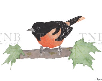 Baltimore Oriole Portrait 5x7" Giclee Print