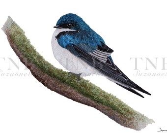 Tree Swallow Giclee Print from my original watercolor painting