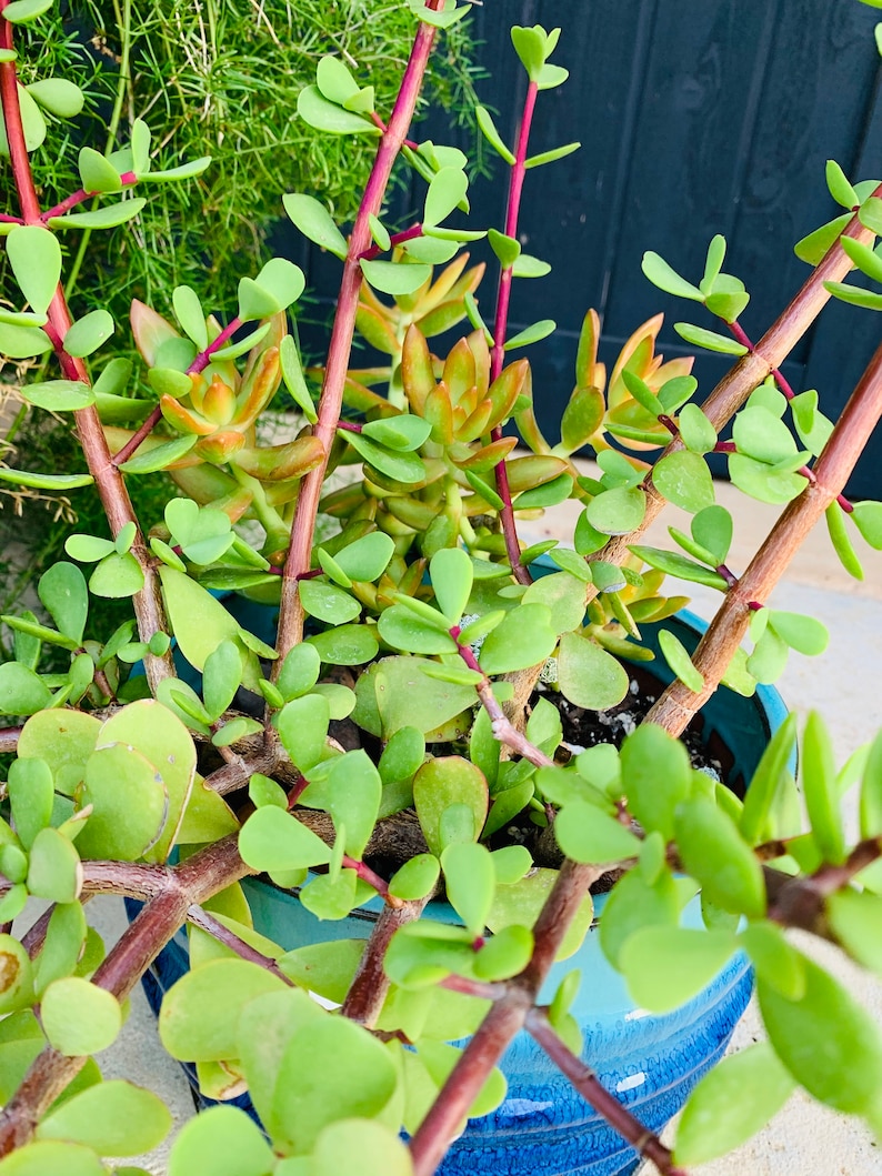 Dwarf jade plant / Elephant Bush succulent / Spekboom Etsy